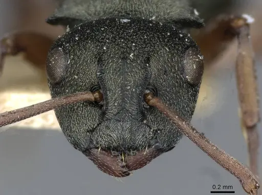 Polyrhachis jerdonii specimen CASENT0910853 image casent0910853_2