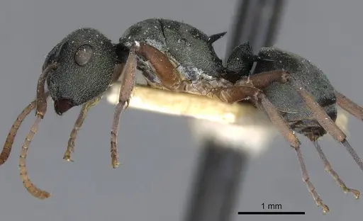 Polyrhachis jerdonii specimen CASENT0910853 image casent0910853_3