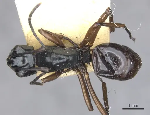 Polyrhachis johnsoni specimen CASENT0903408 image casent0903408_1