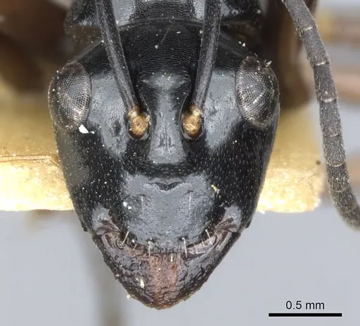 Polyrhachis johnsoni specimen CASENT0903408 image casent0903408_2