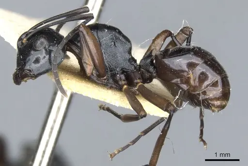 Polyrhachis johnsoni specimen CASENT0903408 image casent0903408_3