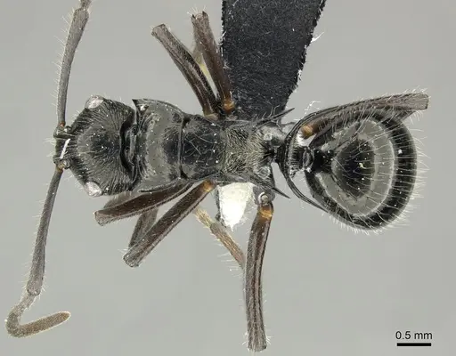 Polyrhachis kaipi specimen CASENT0219719 image casent0219719_1