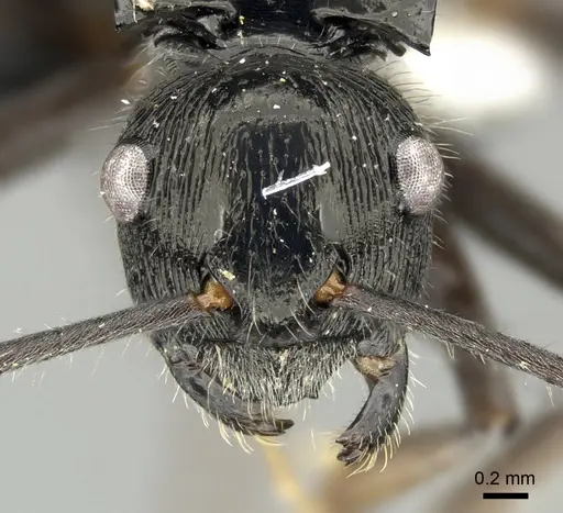 Polyrhachis kaipi specimen CASENT0219719 image casent0219719_2