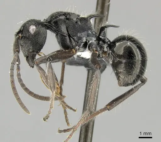 Polyrhachis kaipi specimen CASENT0219719 image casent0219719_3