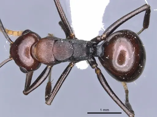 Polyrhachis kazuoi specimen CASENT0903313 image casent0903313_1