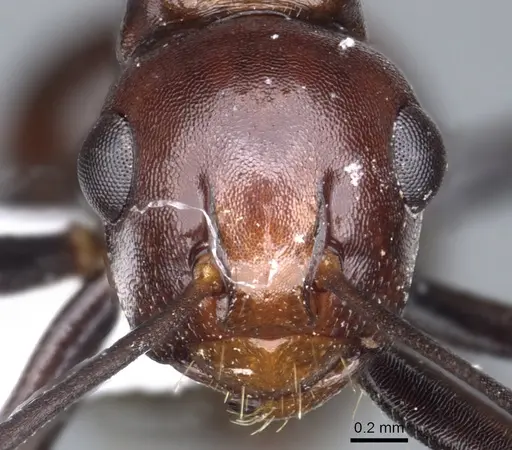 Polyrhachis kazuoi specimen CASENT0903313 image casent0903313_2