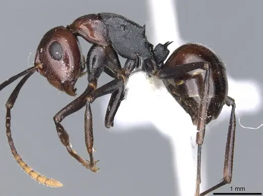 Polyrhachis kazuoi specimen CASENT0903313 image casent0903313_3