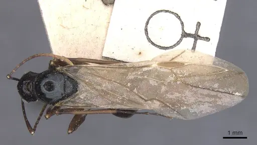 Polyrhachis keratifera specimen CASENT0912152 image casent0912152_1