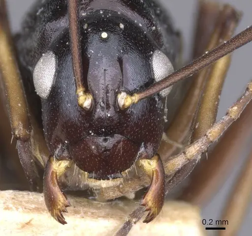 Polyrhachis keratifera specimen CASENT0912152 image casent0912152_2