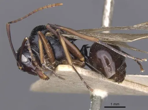 Polyrhachis keratifera specimen CASENT0912152 image casent0912152_3