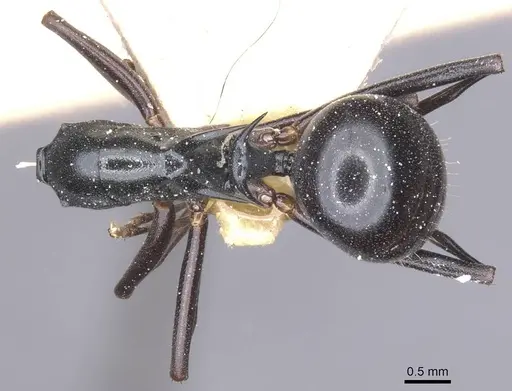 Polyrhachis keratifera specimen CASENT0912153 image casent0912153_1
