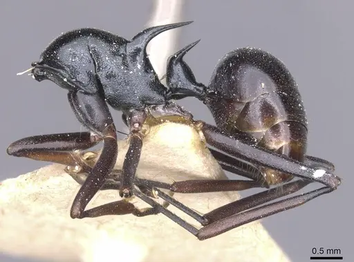Polyrhachis keratifera specimen CASENT0912153 image casent0912153_2