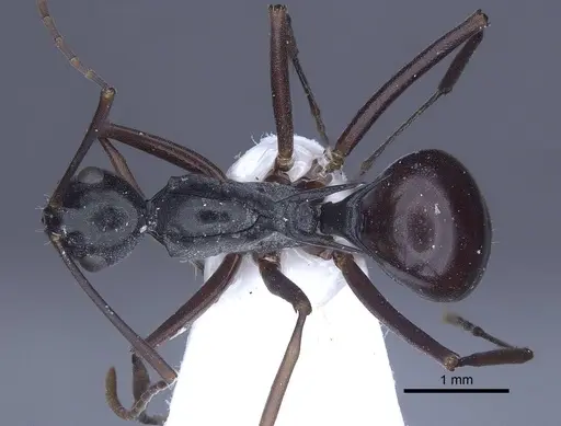 Polyrhachis keratifera specimen CASENT0916769 image casent0916769_1