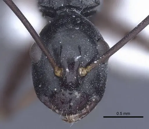 Polyrhachis keratifera specimen CASENT0916769 image casent0916769_2