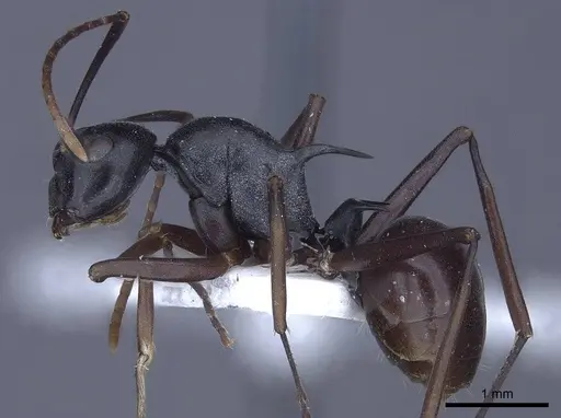 Polyrhachis keratifera specimen CASENT0916769 image casent0916769_3