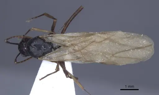Polyrhachis keratifera specimen CASENT0916770 image casent0916770_1