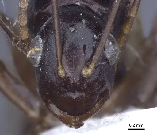 Polyrhachis keratifera specimen CASENT0916770 image casent0916770_2