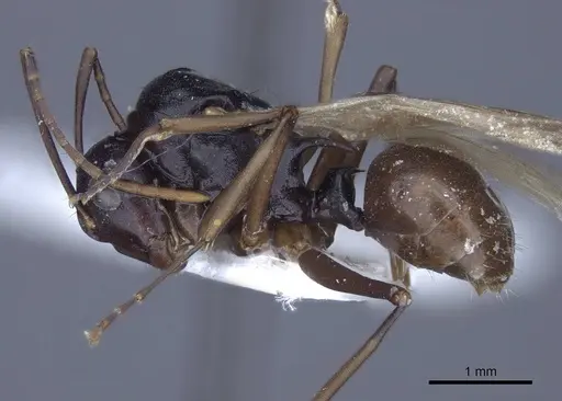 Polyrhachis keratifera specimen CASENT0916770 image casent0916770_3