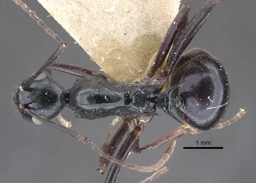 Polyrhachis keratifera specimen CASENT0917199 image casent0917199_1