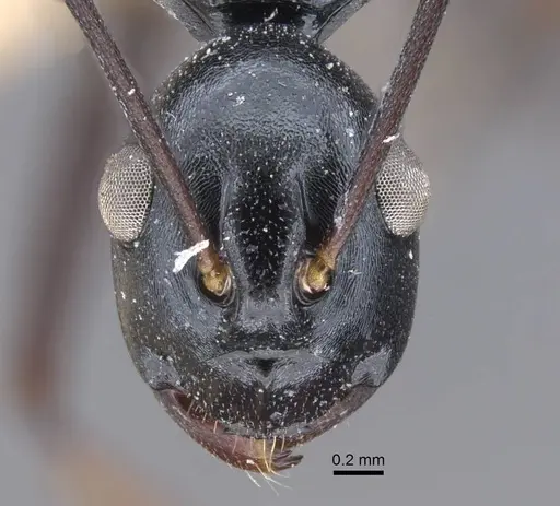 Polyrhachis keratifera specimen CASENT0917199 image casent0917199_2