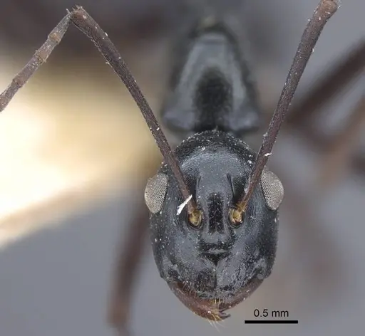 Polyrhachis keratifera specimen CASENT0917199 image casent0917199_3