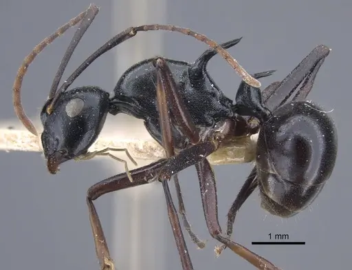 Polyrhachis keratifera specimen CASENT0917199 image casent0917199_4