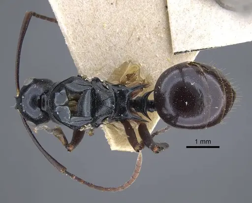 Polyrhachis keratifera specimen CASENT0917200 image casent0917200_1