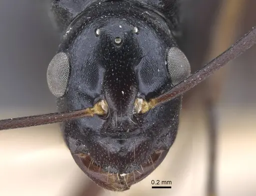 Polyrhachis keratifera specimen CASENT0917200 image casent0917200_2