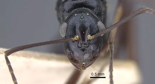 Polyrhachis keratifera specimen CASENT0917200 image casent0917200_3