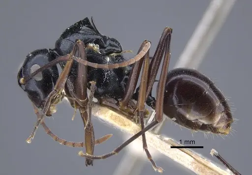 Polyrhachis keratifera specimen CASENT0917200 image casent0917200_4