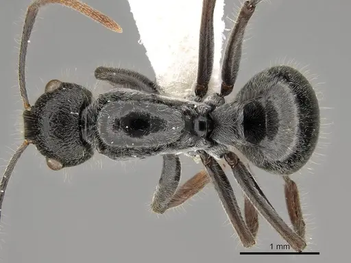 Polyrhachis khepra specimen CASENT0281453 image casent0281453_1