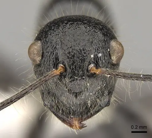 Polyrhachis khepra specimen CASENT0281453 image casent0281453_2