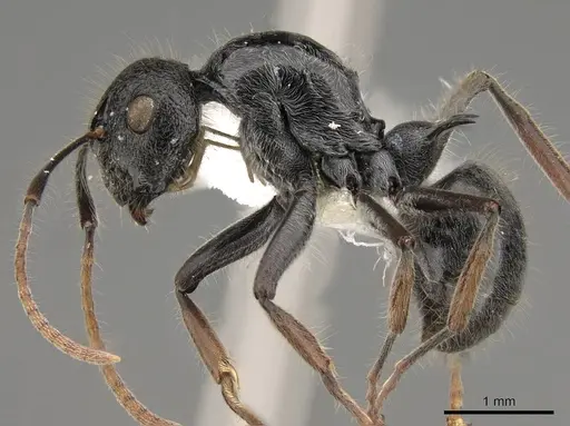 Polyrhachis khepra specimen CASENT0281453 image casent0281453_3