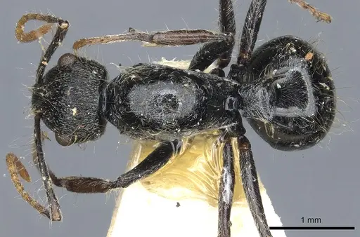 Polyrhachis khepra specimen CASENT0903466 image casent0903466_1