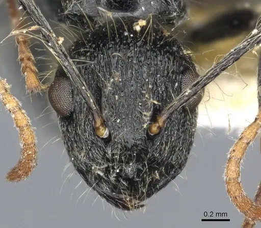Polyrhachis khepra specimen CASENT0903466 image casent0903466_2