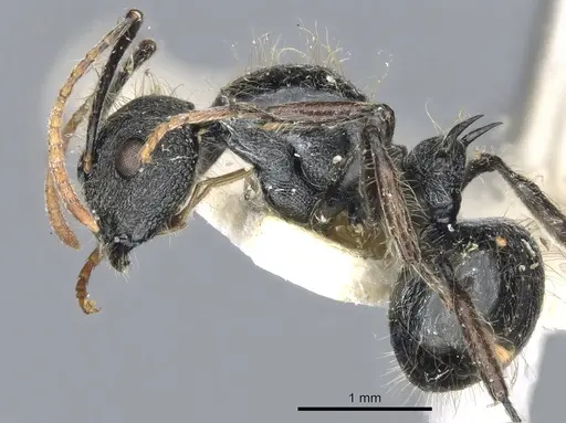 Polyrhachis khepra specimen CASENT0903466 image casent0903466_3