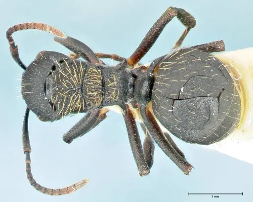 Polyrhachis kohli specimen FOCOL2579 image focol2579_1