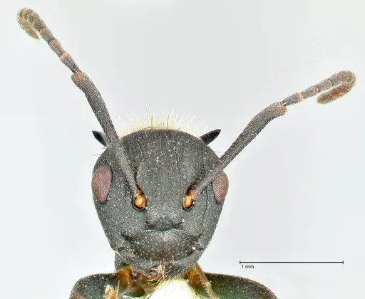 Polyrhachis kohli specimen FOCOL2579 image focol2579_2
