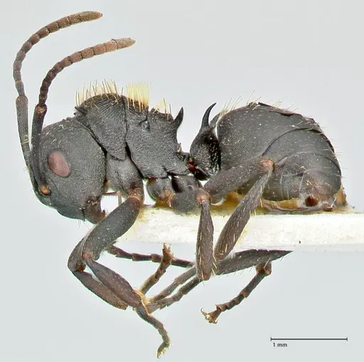 Polyrhachis kohli specimen FOCOL2579 image focol2579_3