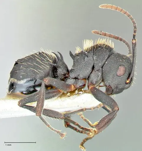 Polyrhachis kohli specimen FOCOL2579 image focol2579_4