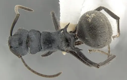 Polyrhachis kohouti specimen ANTWEB1032706 image antweb1032706_1