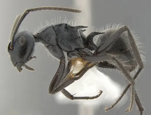 Polyrhachis kohouti specimen ANTWEB1032706 image antweb1032706_3