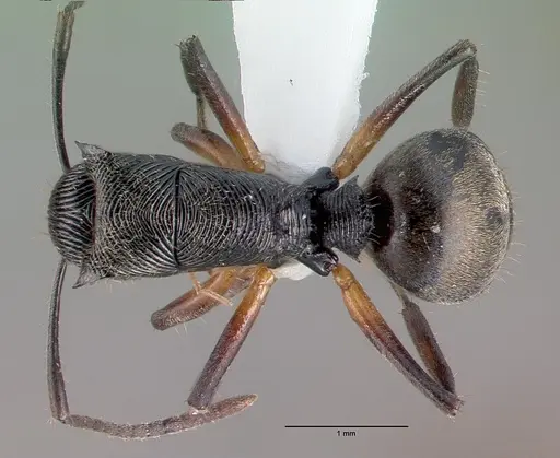 Polyrhachis kokoda specimen CASENT0009241 image casent0009241_1