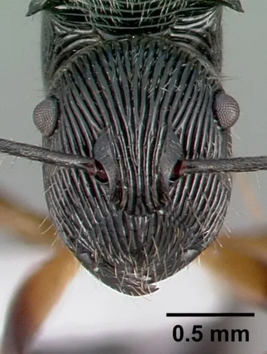 Polyrhachis kokoda specimen CASENT0009241 image casent0009241_2