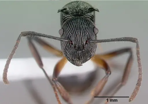 Polyrhachis kokoda specimen CASENT0009241 image casent0009241_3