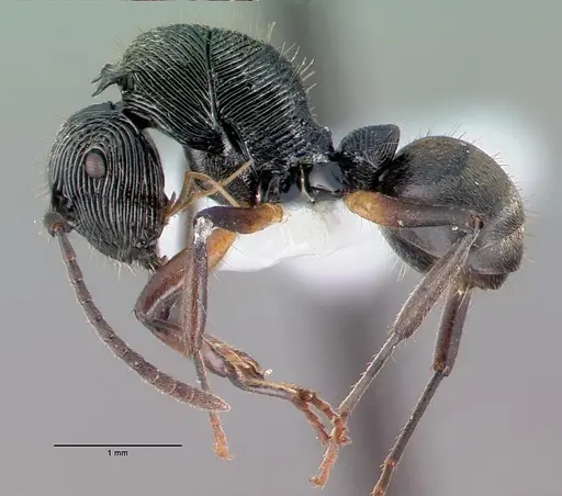 Polyrhachis kokoda specimen CASENT0009241 image casent0009241_4