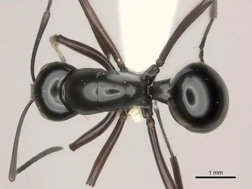 Polyrhachis kyawthani specimen CASENT0217433 image casent0217433_1