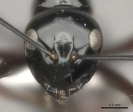 Polyrhachis kyawthani specimen CASENT0217433 image casent0217433_2