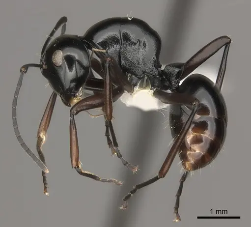 Polyrhachis kyawthani specimen CASENT0217433 image casent0217433_3