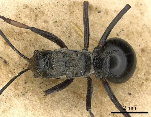 Polyrhachis labella specimen CASENT0901843 image casent0901843_1
